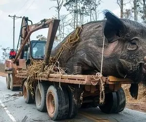 فرآوری خوک؛ خوک بزرگ رو با تانک شکار کردن با جرثقیل بلند کردن تا بره واسه سلاخی