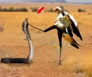 مستند حیات وحش / پرنده لنگای دراز نازشو انداخت دور مار مفلوک به درازا بلعیدش