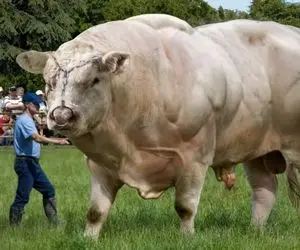 فرآوری گاو؛ گاو هایی با وزن بیش از 1000 کیلوگرم که با تزریق هورمون عضلانی شدن