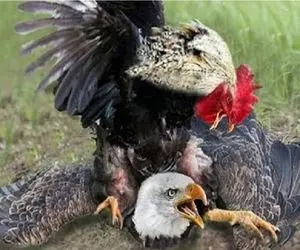 مستند حیات وحش / عقاب کفش را نبوییده بود یورش به حرمسرای خروس تاوان دارد