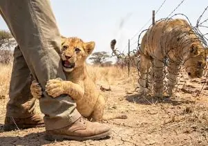 حیات وحش مصنوعی؛ شیر شجاع برای نجات مادرش از لای سیم خاردار دردناک کمک آورد