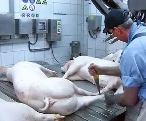 فرآوری خوک؛ خوک ها روی تسمه انداخته میشن تا بیان جلو و با چاقوهای تیز برش بخورن