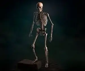 تعبیرخواب اسکلت،دیدن  زنده شدن اسکلت در خواب