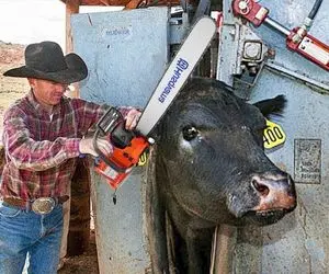 فرآوری گاو؛ گاو رو اول حسابی میشورن بعد میذارنش تو دستگاه دست و پاشو اره میکنن