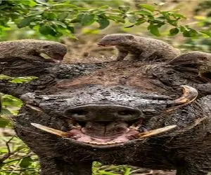 نبض وحش؛ همکاری بدون دوستی میان مانگوس و گراز