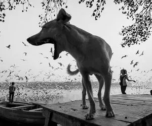 عکاسی سیاه و سفید به روایت احساسات/ از شلوغی خیابان تا سکوت کوچه