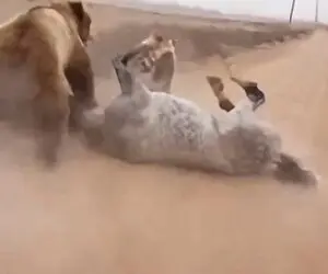 مستند حیات وحش؛ خرس سیاه سنگین نشست رو اسب سفید