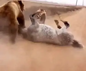 مستند حیات وحش؛ خرس سیاه سنگین نشست رو اسب سفید