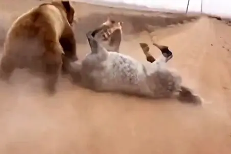 مستند حیات وحش؛ خرس سیاه سنگین نشست رو اسب سفید