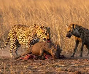 نارام زیان؛ کفتار سفاک گراز و از پا درآورد پلنگ شریر سر رسید نشست تناول کردن