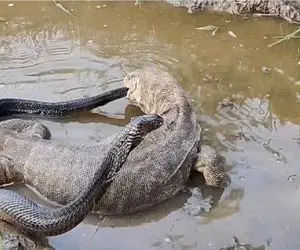 مستند حیات وحش؛ جدال مذبوحانه کومودو ازازیل و مار وقتی هیچ یک حریف دیگری نیست