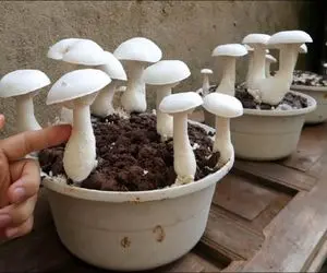 کارخانه قارچ؛ کاه و یونجه میریزه تو کاسه تخم قارچ میکاره 2 روزه بهره برداری میکنه