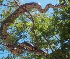 حیوانات غول پیکر؛ پیتون کله خر سه تا پلنگو بلعید رفت بالا درخت چهارمیو نشخوار کنه