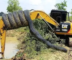 دیدنی راز بقا؛ پیتون غول فکر کرد بیل مکانیکی غذاست خزید دورش کرد تو حلقش