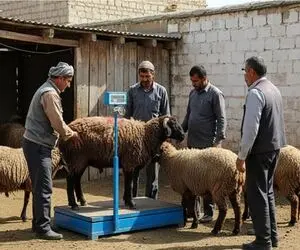 قیمت دام امروز چهارشنبه 24 تیر 1405 + جدول
