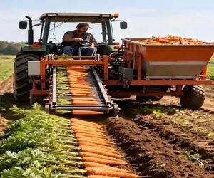 کشاورزی نوین؛ ماشین درو کن ساختن کار 10 نفرو تو 5 دیقه انجام میده هویجا شیک چیده شدن