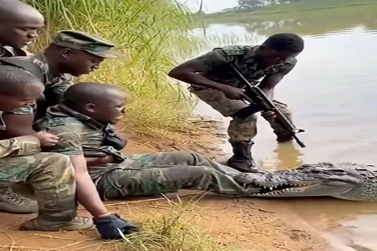 معماری طبیعت؛ آقاهه از خیر پاش گذشت تا بقیشو کروکودیل نخوره