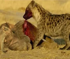 نجات حیات وحش؛ کفتار بچه فیل و اذیت کرد مادرشو آورد