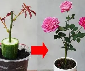 کشاورزی خلاقانه؛ چجوری گل رز رو تکثیر کنیم؟ با خیار و سیر قلمه بزن عالی میشه