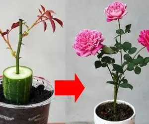 کشاورزی خلاقانه؛ چجوری گل رز رو تکثیر کنیم؟ با خیار و سیر قلمه بزن عالی میشه
