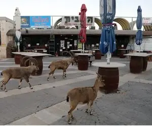 جولان بزهای کوهی در خیابان های فلسطین اشغالی