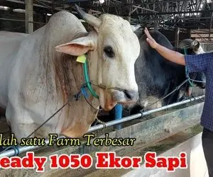 حیوانات غول جثه؛ گاوهای نر که وزن اونا به 2 تن میرسه و میشه باهاشون تهران رو گوشت داد