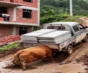 گاوهای باورنکردنی؛ گاو عمری عضله ساخته که کمک راننده بده