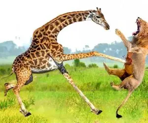 مستند حیات وحش؛ زرافه؛ شیر