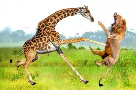 مستند حیات وحش؛ زرافه؛ شیر