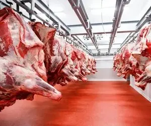 فرآوری گاو؛ گوساله های سنگین رو چندتایی سلاخی می کنن و اون کف حمام خون راه می اندازن