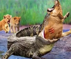 جنگ حیات وحش/شیر بینوا رکب میخوره بین آرواره های تمساح گیر میکنه