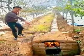 کشاورزی نوین؛ کوره زمینی ساختن تو گلخونه درختا رو سرما نزنه  بارشون ترکوند انقد زیاده