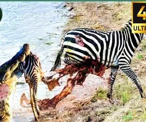 مستند حیات وحش؛ خر راه راه اومد از قلمرو تمساح رد شه نصفش تو دهنش جا موند