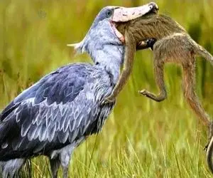 از جذابیت‌های حیات وحش؛ این لک لک خبیث نه تنها حیوونای دیگه که خواهر برادرشم میخوره