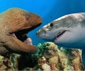 دنیای آبزیان؛ مار ماهی با اختاپوس سیر نشد سر کوسه رو کرد تو دهنش 