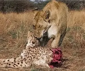 مستند حیات وحش؛  اتحاد محض شیرها برای غلبه بر پلنگ مسلول