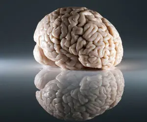 آیا باهوش بودن افراد ارتباطی با بزرگ بودن مغز آنان دارد؟ 