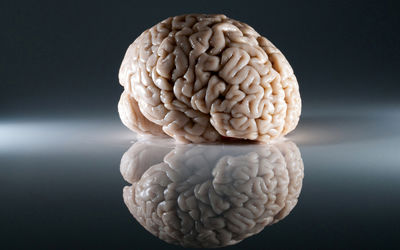 آیا باهوش بودن افراد ارتباطی با بزرگ بودن مغز آنان دارد؟ 