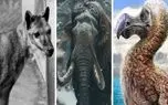 شاهکار حیات وحش / نگاهی به تاریخ ۱۰۰۰سال پیش با حیوانات منجمد شده در یخ