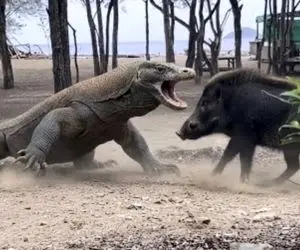 مستند حیات وحش؛ کومودو با مشقت گراز درسته میچپونه تو حلقش