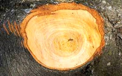 شناسایی چوب راش اصل و تشخیص چوب راش گرجستان