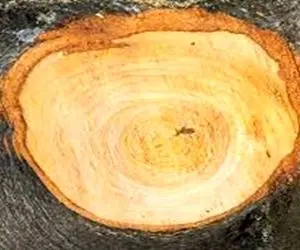 شناسایی چوب راش اصل و تشخیص چوب راش گرجستان