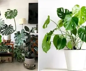 بهترین روش های تکثیر گیاهان آپارتمانی / جهت داشتن یک برگ انجیری دیگه با نحوه آبیاری