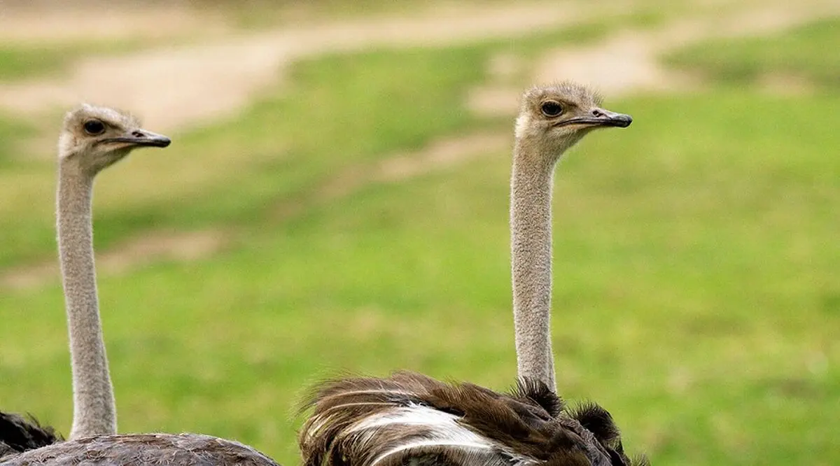 ostrich-meat-ostrich-egg-benefits