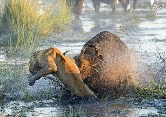 جذابیت حیات وحش؛ شیر بوفالویی که تا کمر به گل نشسته شرحه سازی میکنه