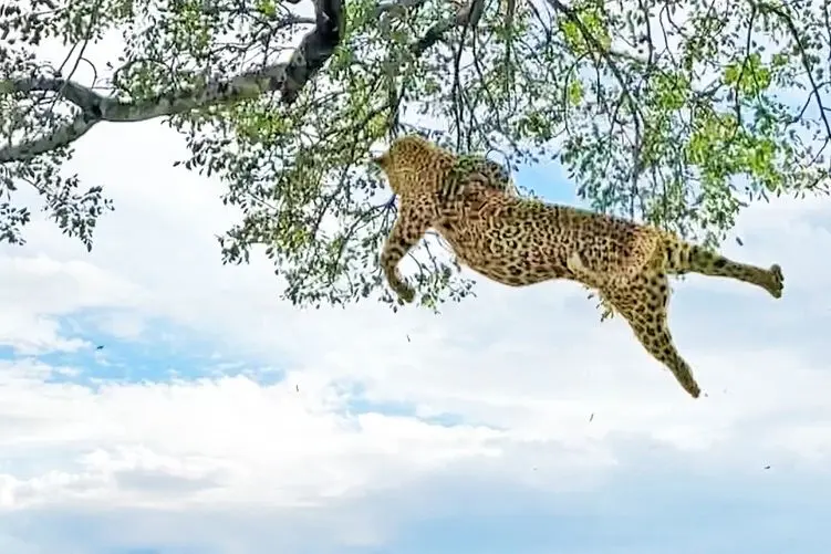 مستند حیات وحش؛ پرواز 6 متری پلنگ بسان عقاب