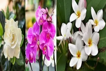 گیاهان آپارتمانی معطر؛ رایحه اینا انقد خوشه که مدهوش میشی از خوشگلی گل هاشونم نگم