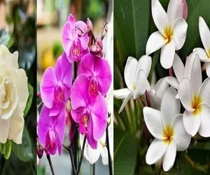 گیاهان آپارتمانی معطر؛ رایحه اینا انقد خوشه که مدهوش میشی از خوشگلی گل هاشونم نگم