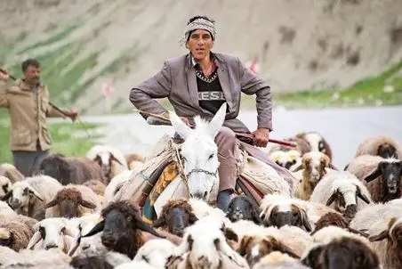 آواز عشایری؛ وقتی چوپان آهنگ گذاشت گوسفندا بشکن بالا میندازن