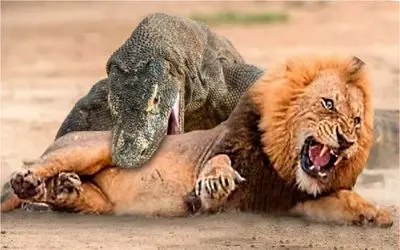 نبرد حیات وحش/ شیر غذای ظهر اژدهای کومودو شد